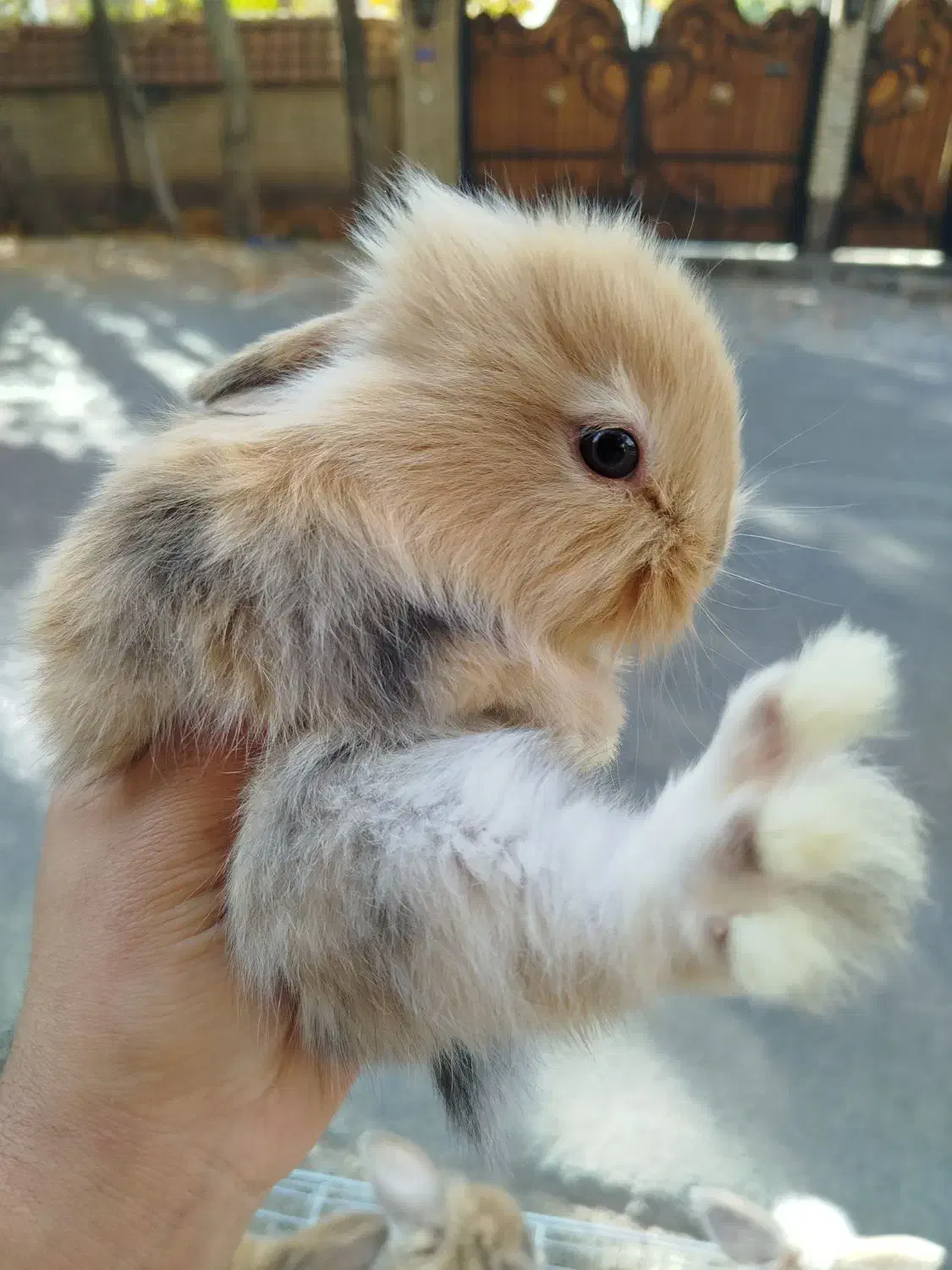 خرگوش لوپ|موش و خرگوش|هشتگرد, اردهه|دیوار