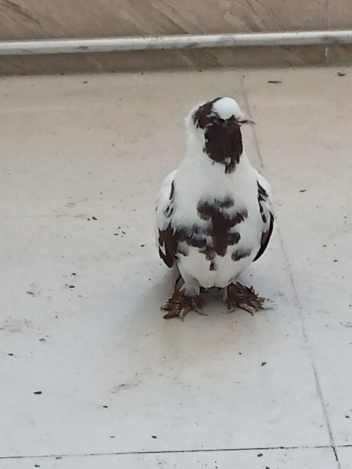 ککلی|پرنده|اردبیل, |دیوار