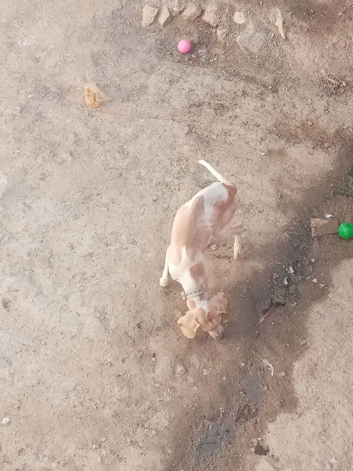 سک دنبلان|سگ|گلی داغ, |دیوار