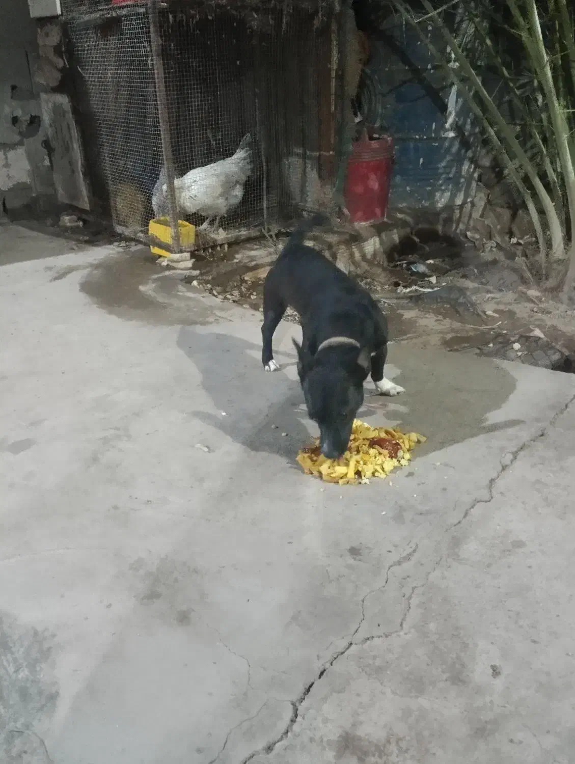 واگزاری سگ پاکوتاه قیمت 3500|سگ|بم, |دیوار