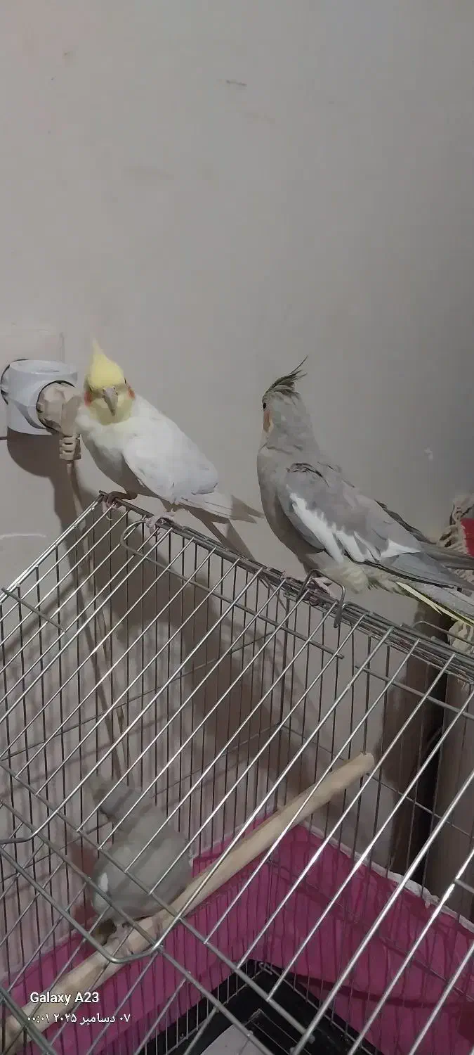 ی جفت عروس هلندی به فروش می‌رسد|پرنده|شازند, |دیوار