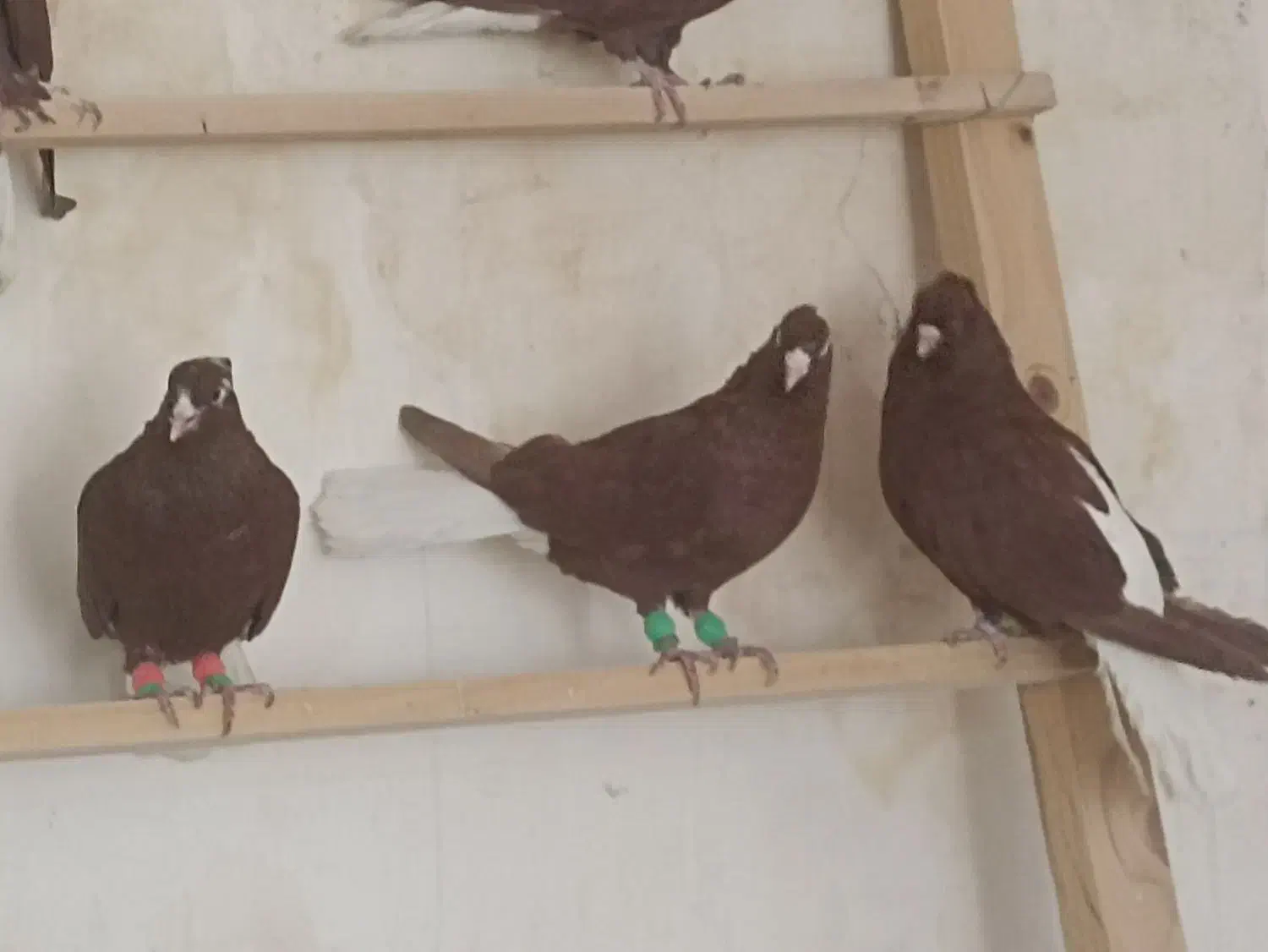 کبوتر سرخن دم سفید|پرنده|کرمانشاه, |دیوار