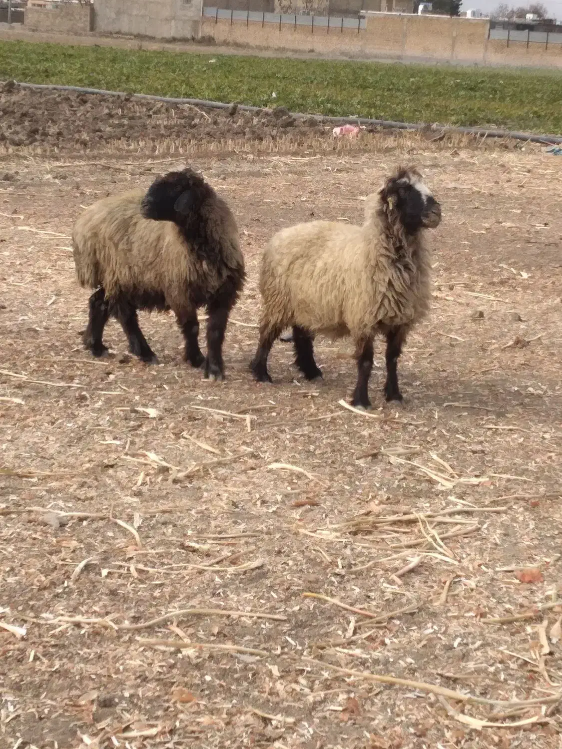 میش|حیوانات مزرعه|پاسارگاد, |دیوار