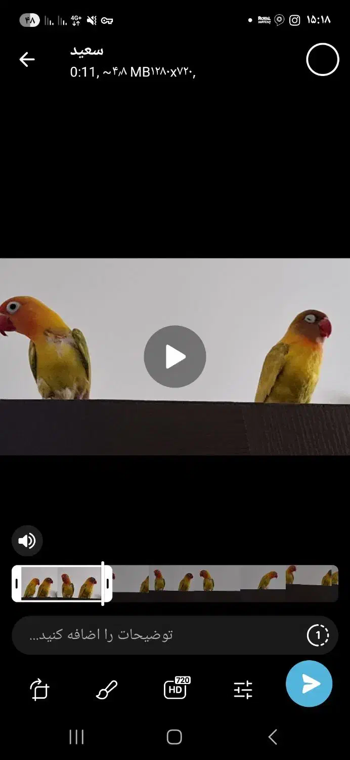 جفت کوتوله برزیلی|پرنده|شاهین‌شهر, شهرک هشت بهشت|دیوار