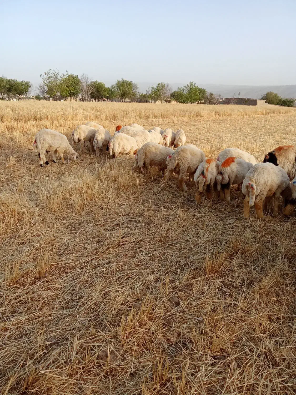 کاور پروار درجه یک|حیوانات مزرعه|ایوان, |دیوار