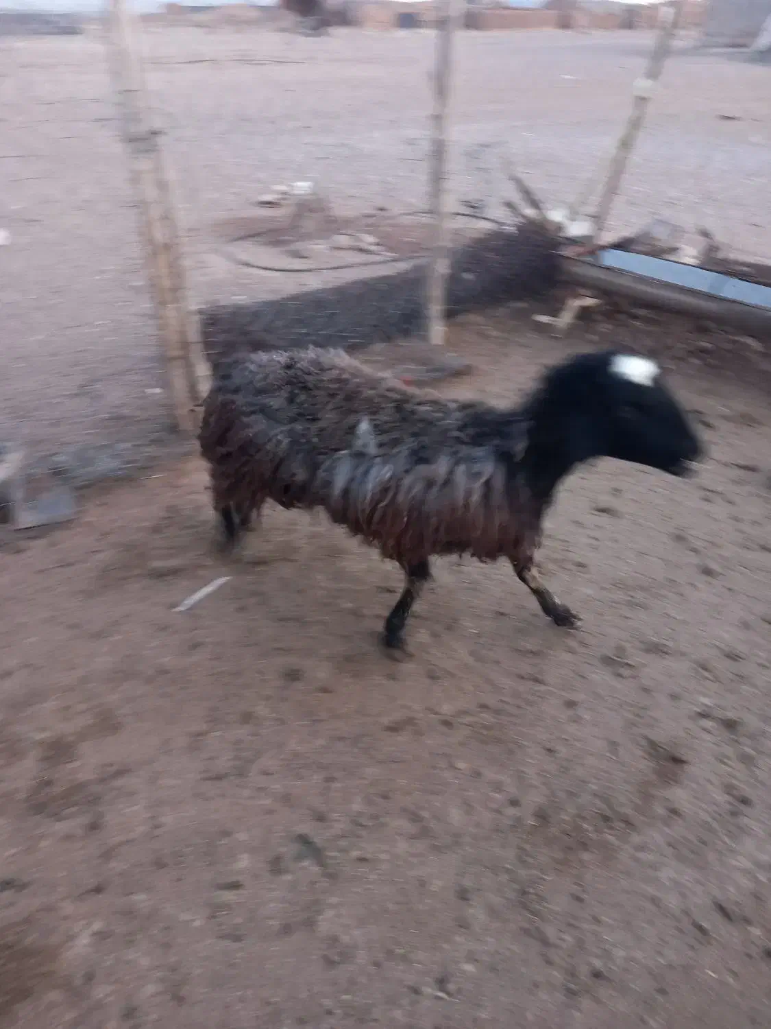 شیشک|حیوانات مزرعه|زاویه, |دیوار