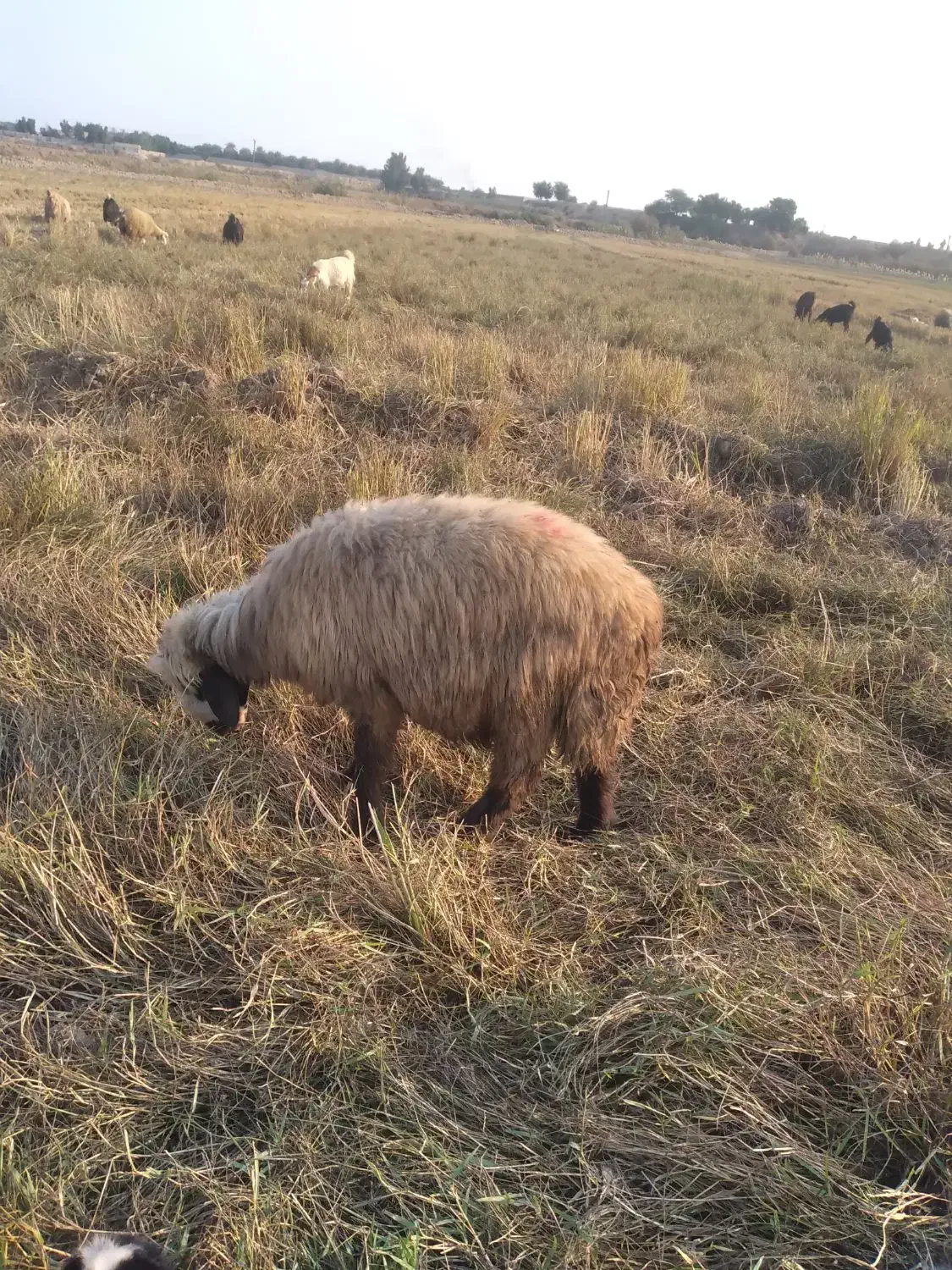 کوه و تیشتر نر ومیش زایده|حیوانات مزرعه|شوشتر, |دیوار