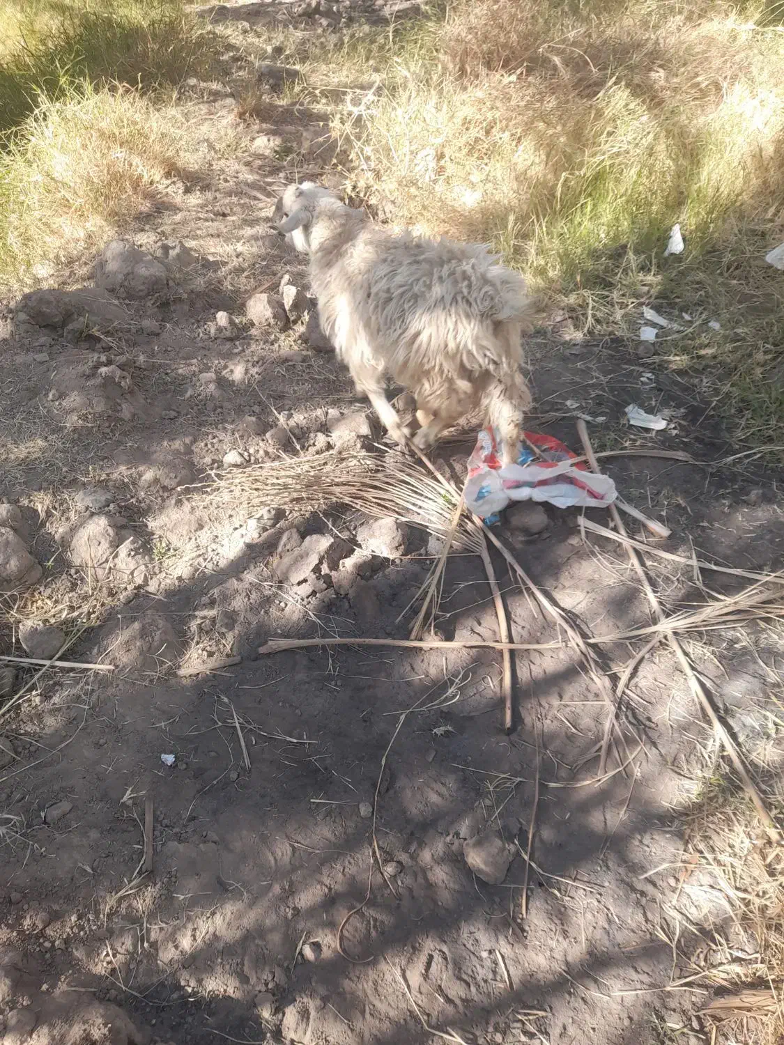 بز با کهره ۵ملیونو ۵۰۰|حیوانات مزرعه|جیرفت, |دیوار