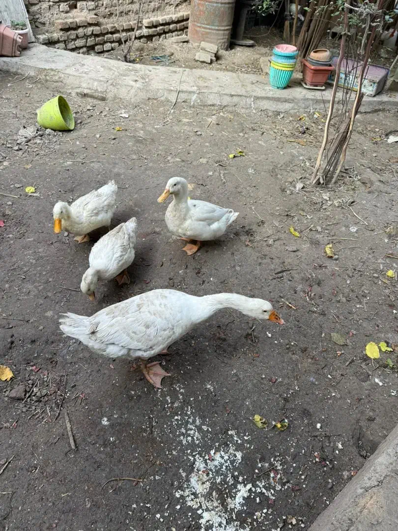 غاز و اردک|حیوانات مزرعه|گرگان, |دیوار