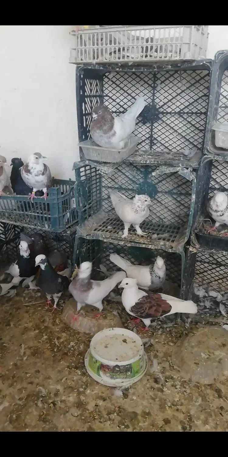 معاوضه کفتر طوقی سرور هما با گوشی یا بره بزغاله|پرنده|شهریار, شهرک امیریه|دیوار