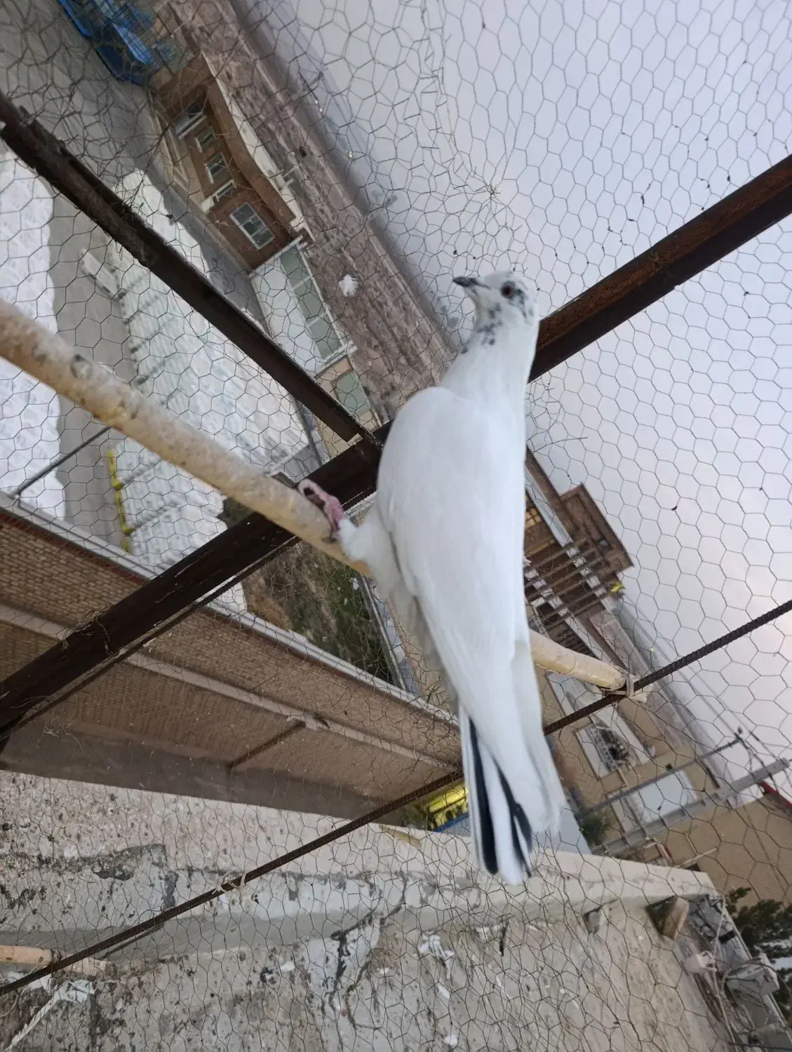 گفتر پرشی|پرنده|قم, شهرک امام حسن|دیوار