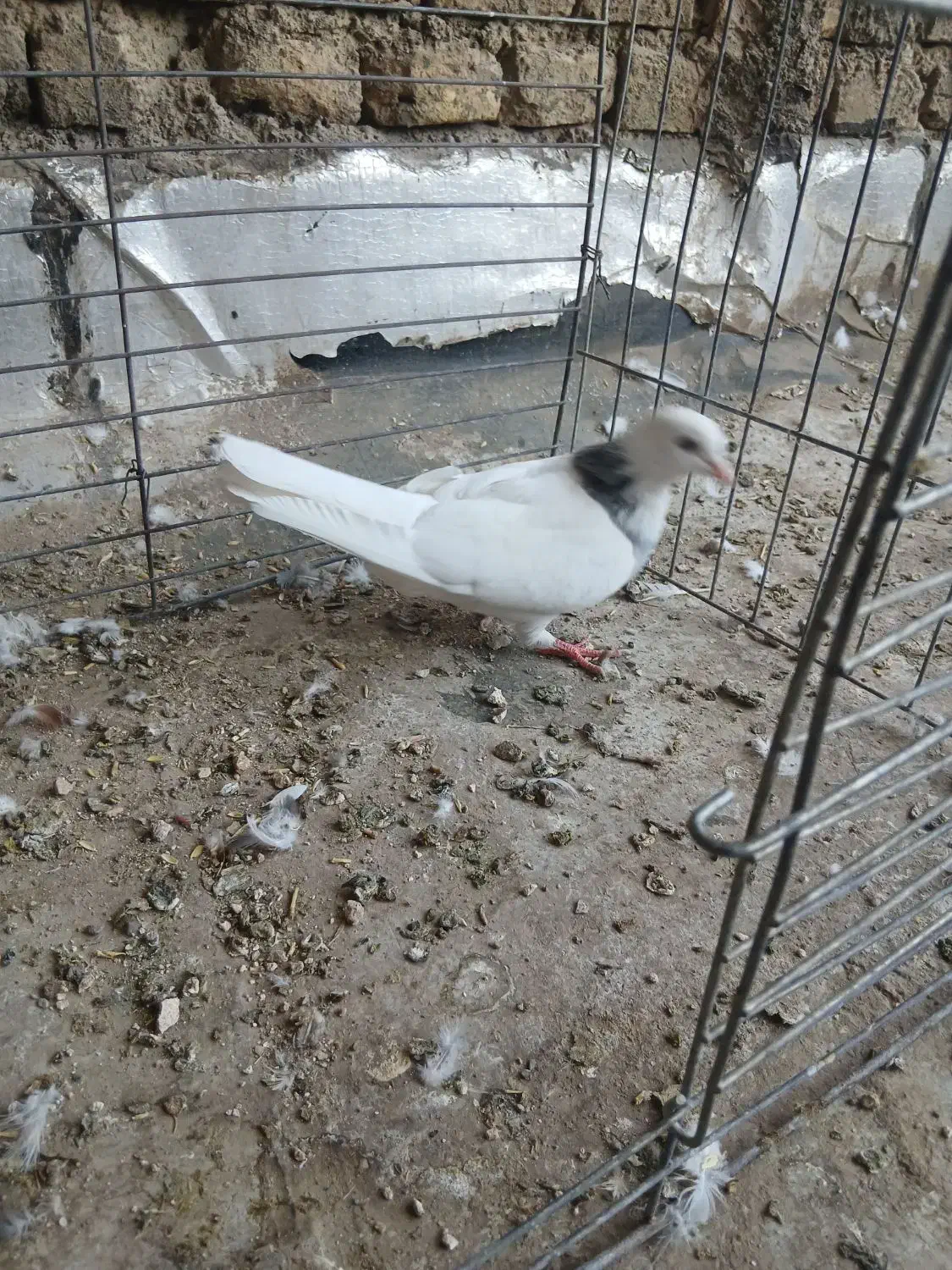 دوتا نر طوقی|پرنده|حمیدیا, |دیوار