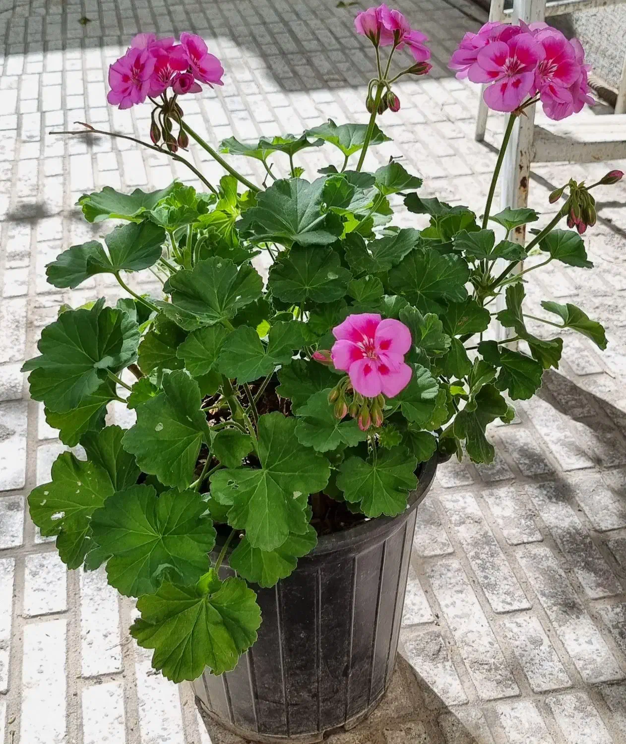 گل شمعدانی|گل و گیاه طبیعی|تبریز, |دیوار