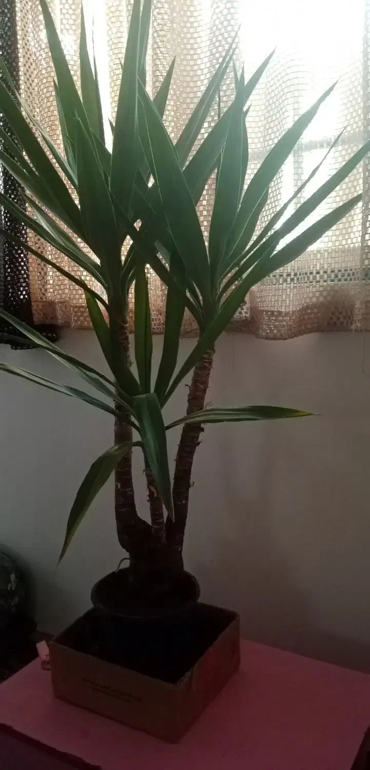 گل توکا معاوضه با آینه|گل و گیاه طبیعی|مشهد, رده|دیوار