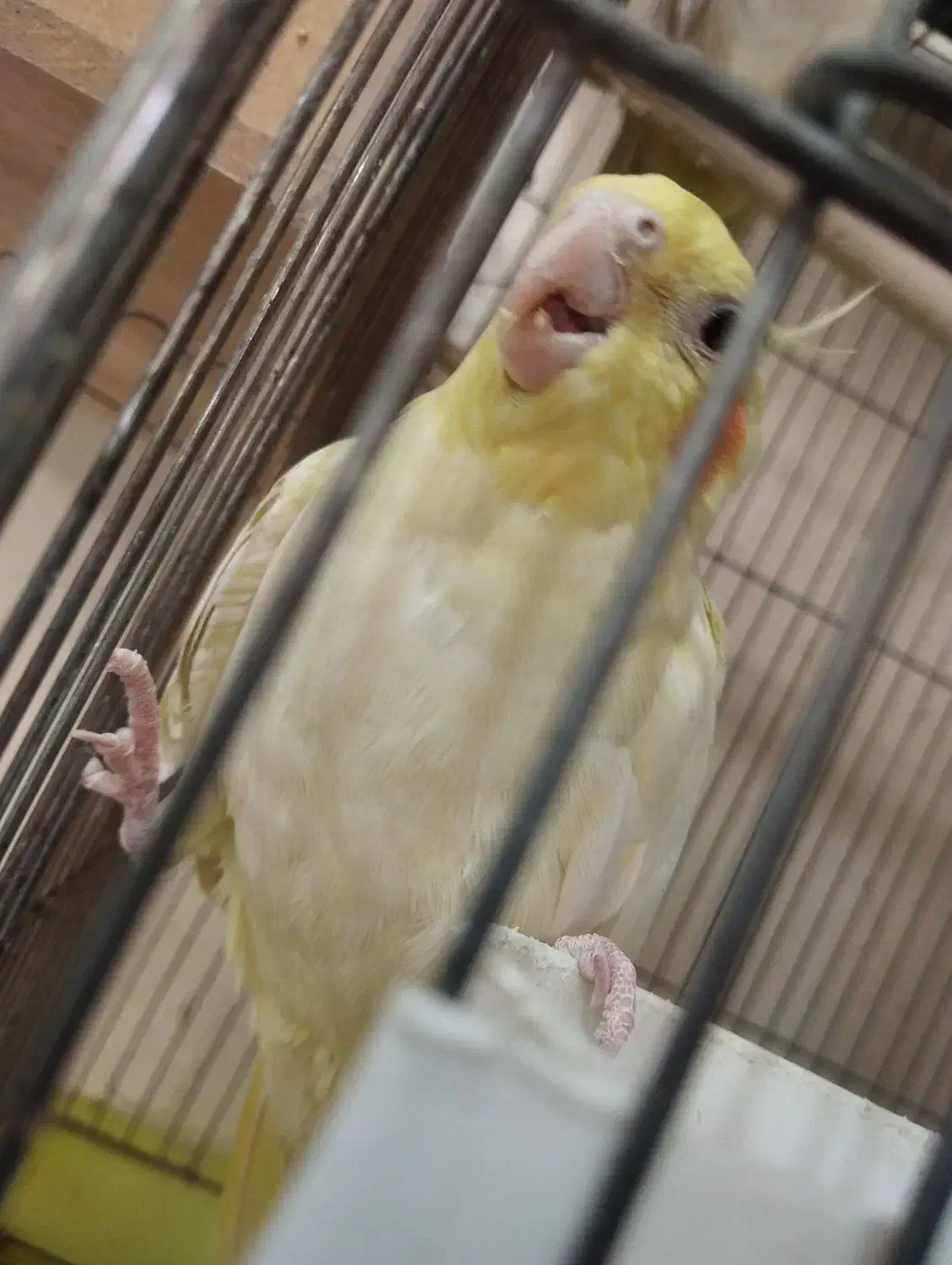 یه جفت عروس هلندی|پرنده|تهران, امیریه|دیوار