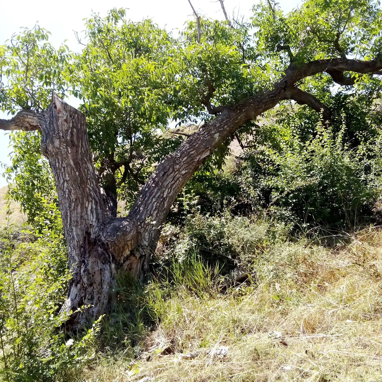 کوددهی باغبانی ابیاری|خدمات باغبانی و درختکاری|قیدار, |دیوار