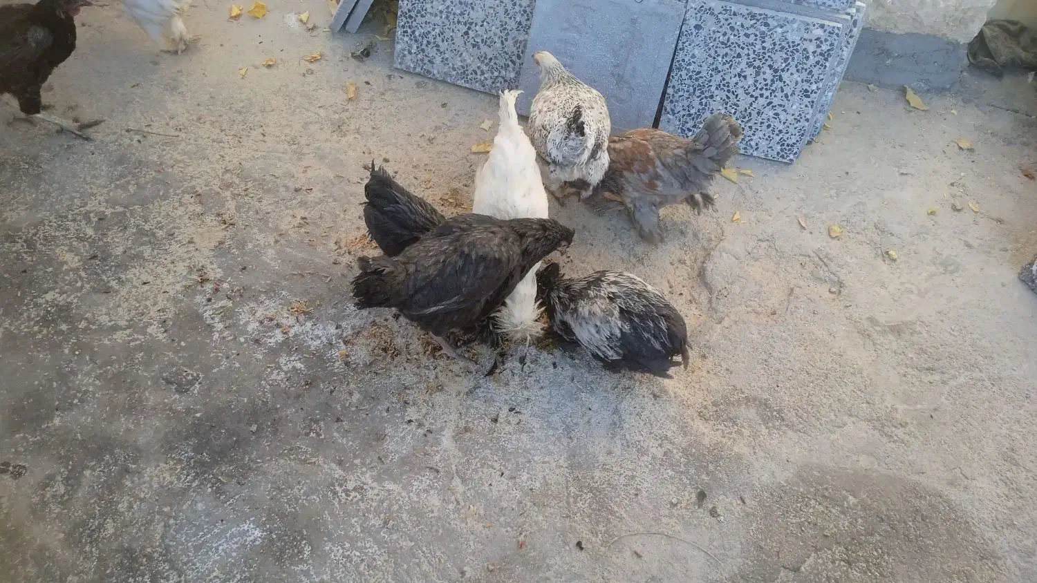 27عدد مرغ و2عدد غاز|حیوانات مزرعه|کوهرنگ, |دیوار