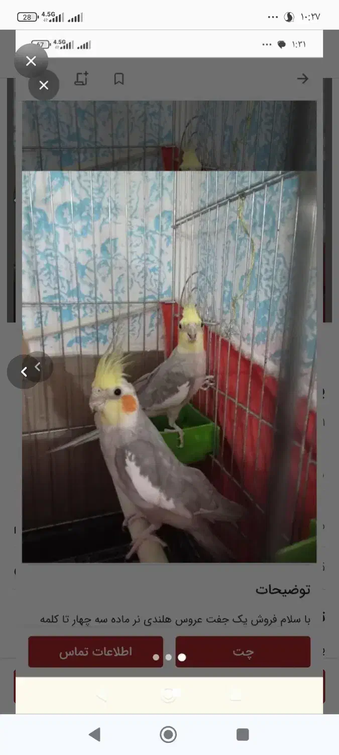 عروس هلندی با قفس|پرنده|شیراز, شهرک امام حسن|دیوار