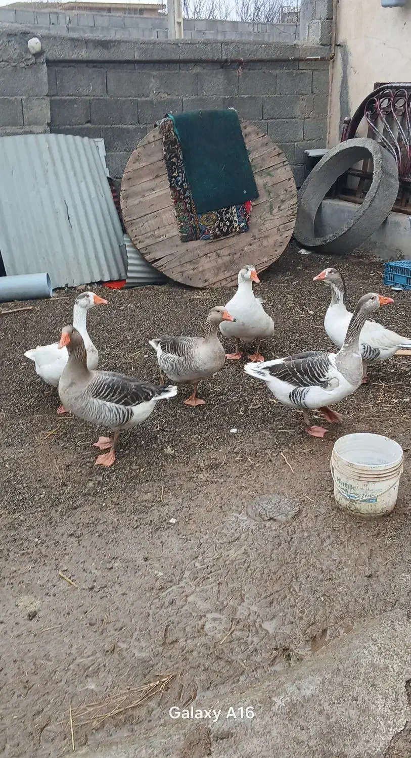 غاز|حیوانات مزرعه|فیروز, |دیوار