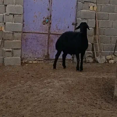 قوچ قره قزل|حیوانات مزرعه|زنجان, |دیوار