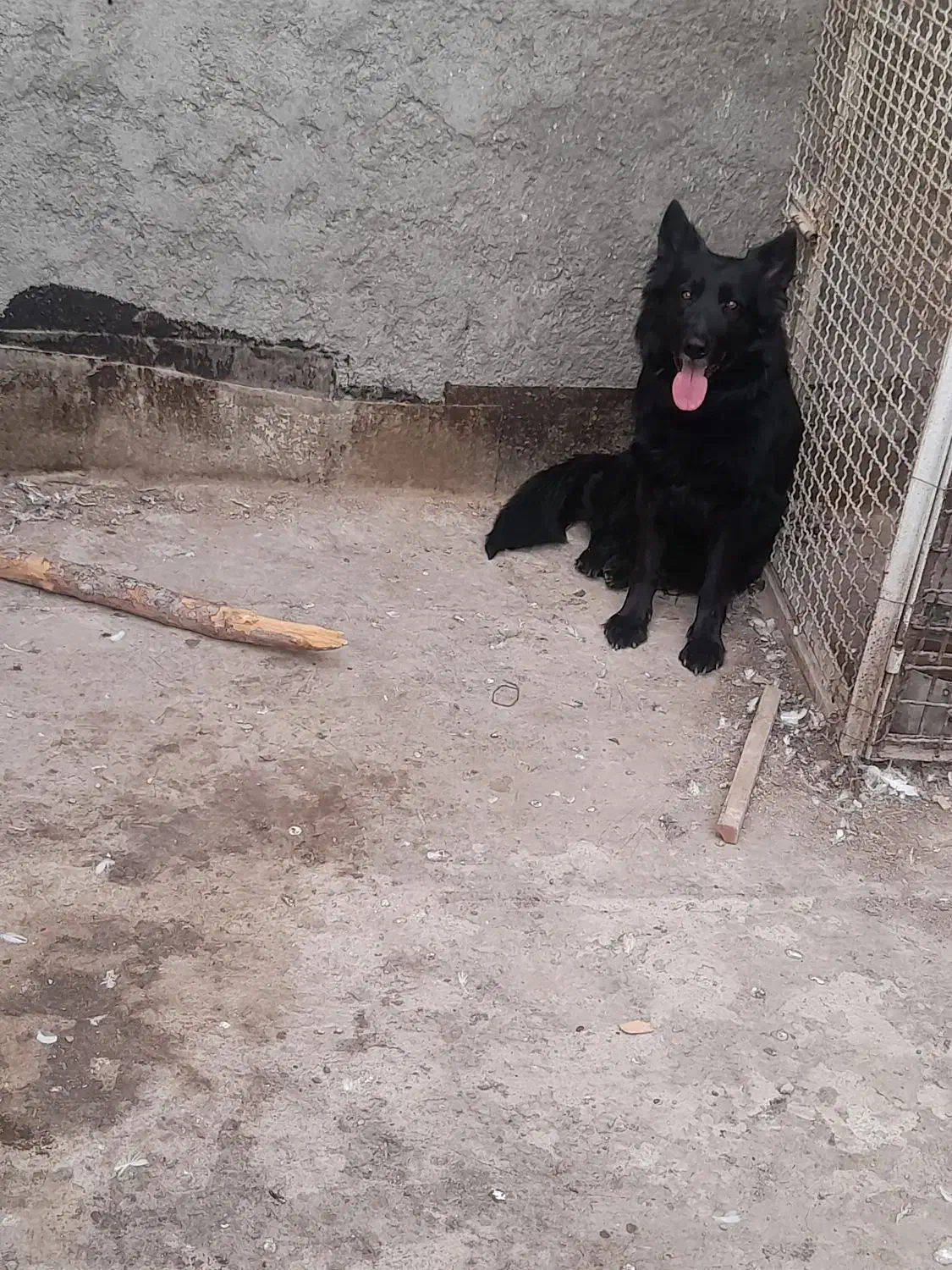 ماده ژرمن بلک شولاین پرپشم باشیب مناسب|سگ|مشهد, انقلاب|دیوار