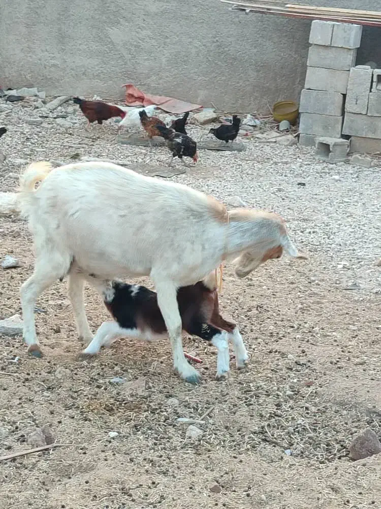 3عدد‌بز‌کهره‌دار‌موجوده|حیوانات مزرعه|جم, |دیوار