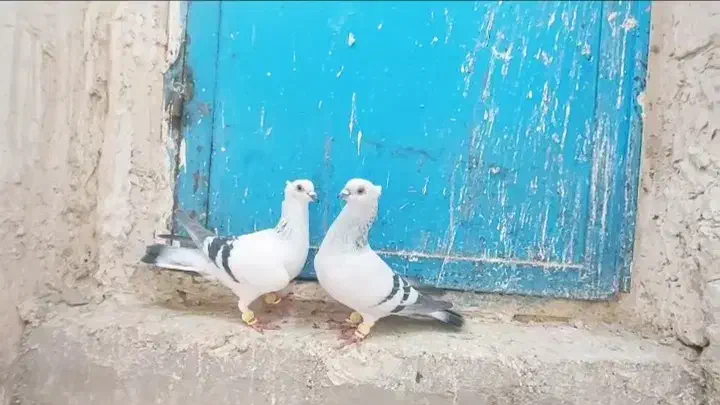 کبوتر شامی کاکلی سینه کله دمسفید طوقی ساده|پرنده|مشهد, حرم مطهر رضوی|دیوار