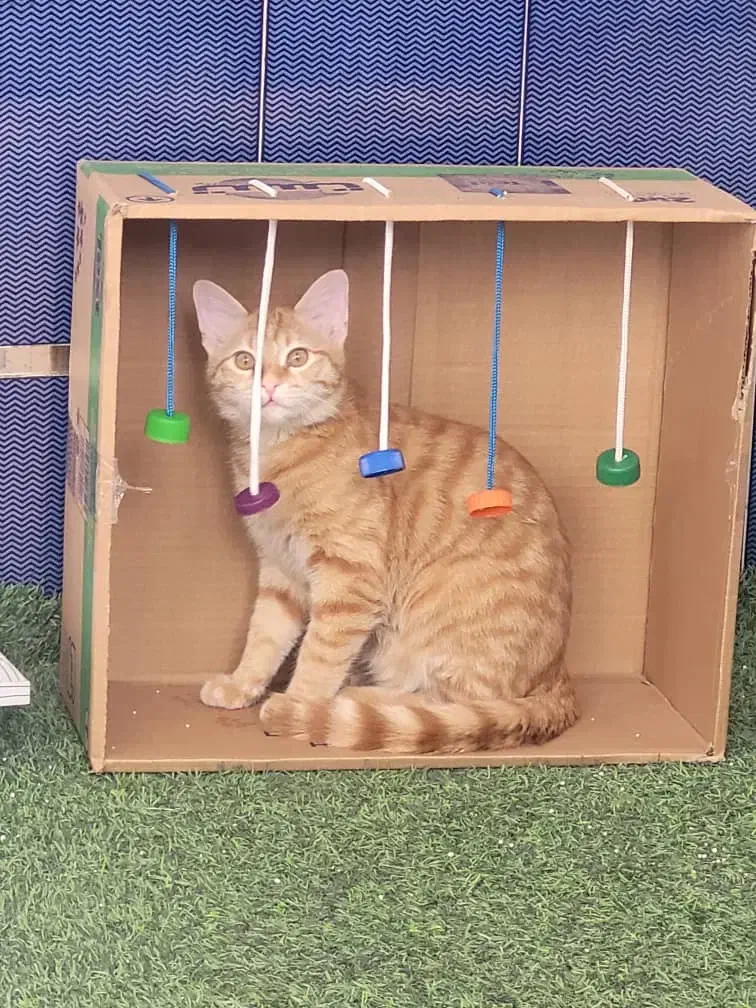 گربه گمشده|حیوانات|اصفهان, خانه اصفهان|دیوار