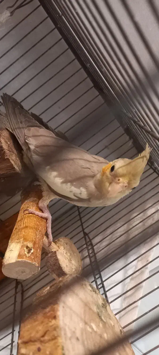 عروس هلندی کاملا رام و دستی|پرنده|تهران, سلیمانی|دیوار