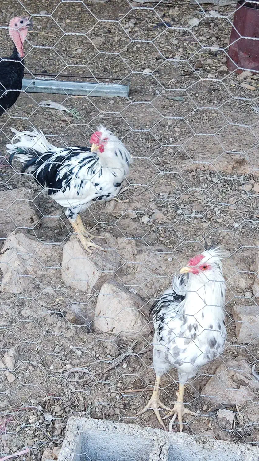 خروس گلین اصل|حیوانات مزرعه|شیراز, علی آباد|دیوار