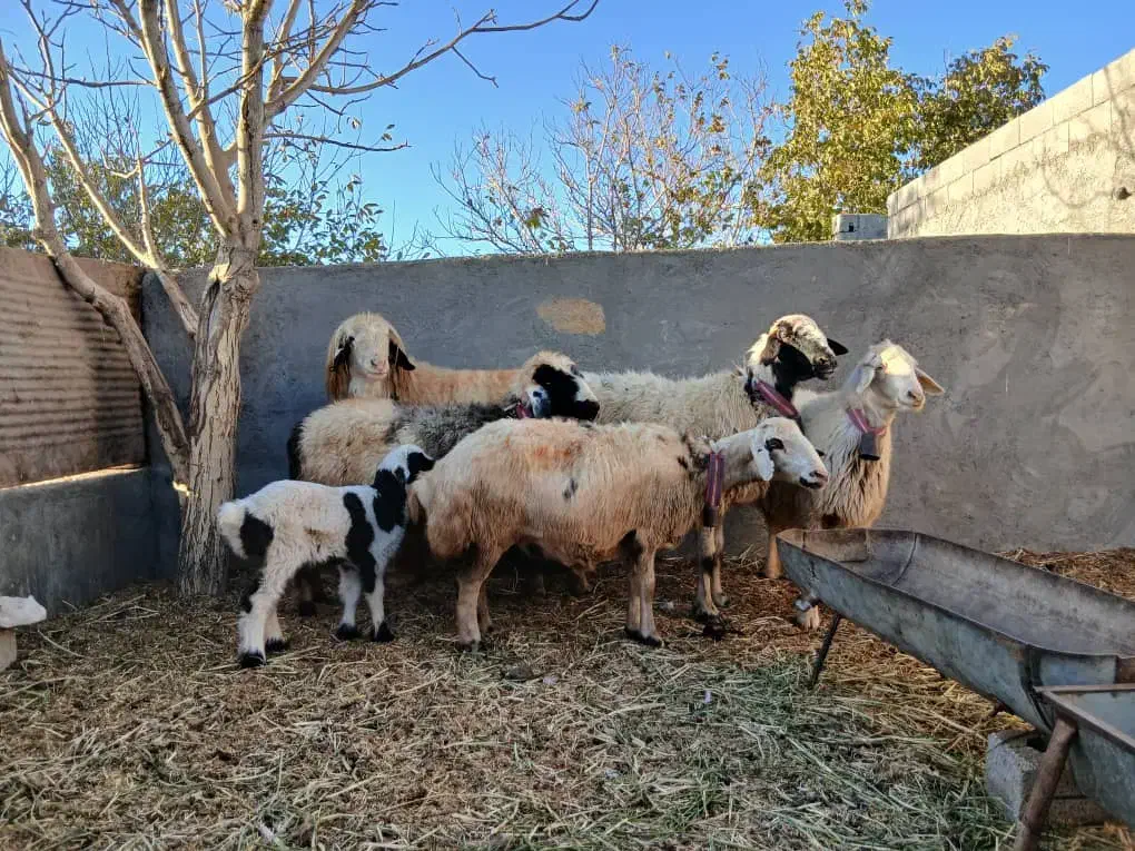 میش داشتی|حیوانات مزرعه|سامان, |دیوار