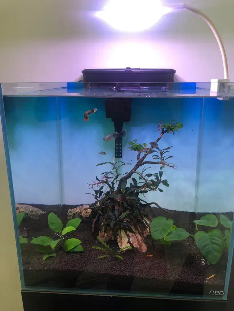 آکواریوم پلنت و بوسفلاندرا|ماهی|تهران, ورزشگاه آزادی|دیوار