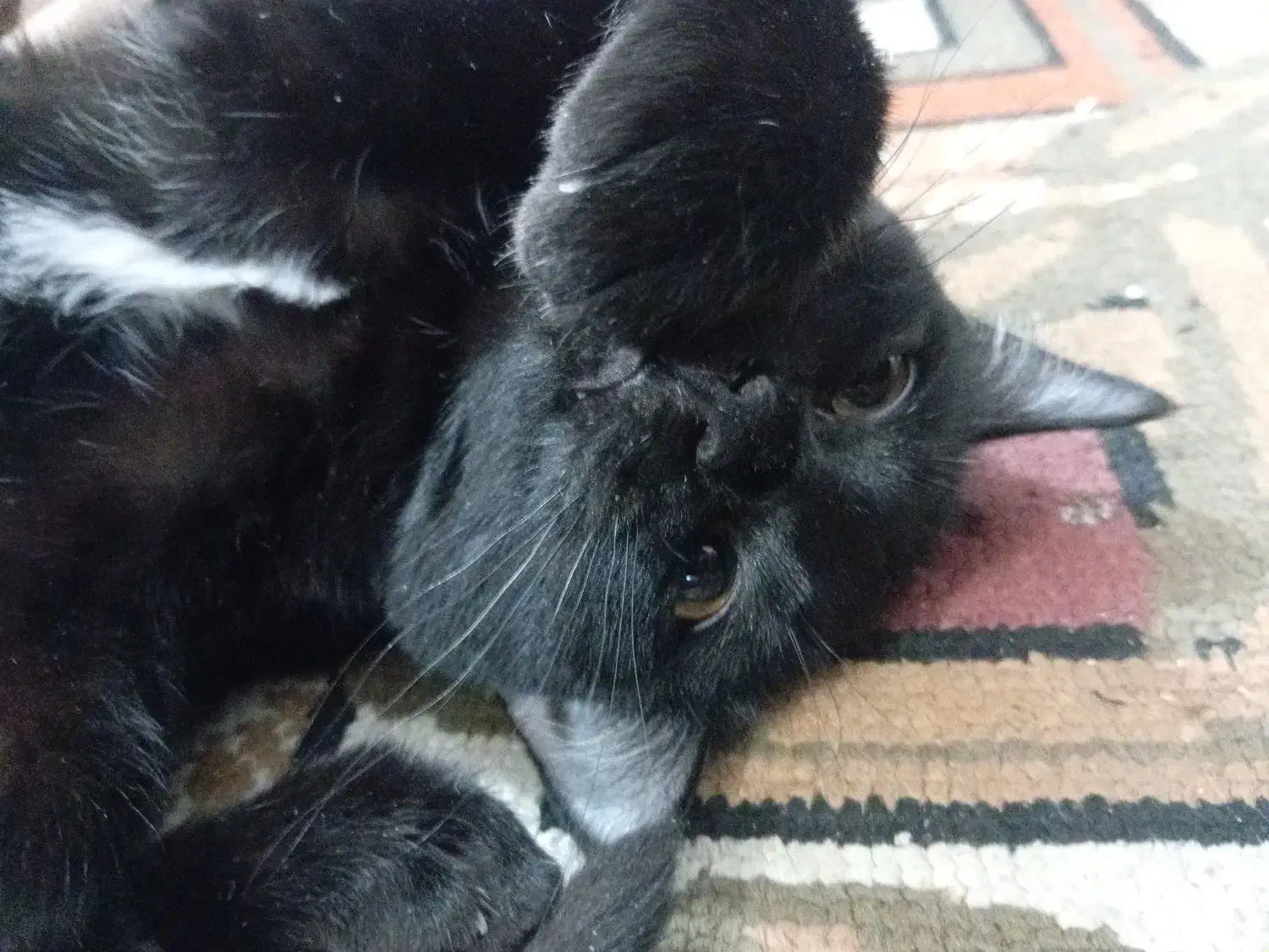 گربه|گربه|قم, نخودی|دیوار