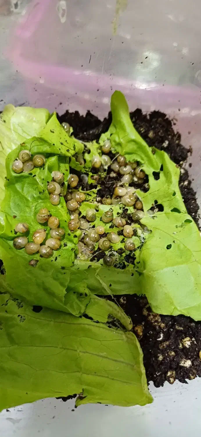 حلزون البینو|خزنده|بندر گناوه, |دیوار