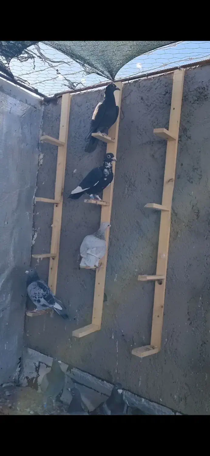 پرنده|پرنده|جغتای, |دیوار