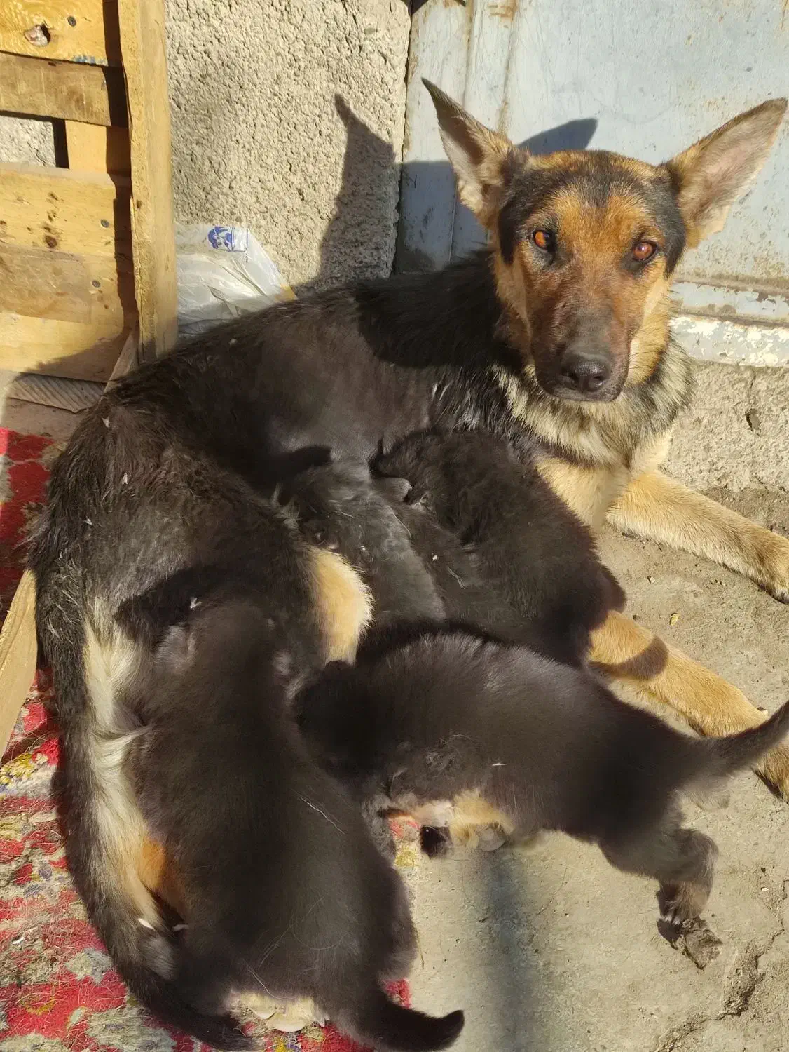 واگذاری توله ژرمن|سگ|رباطکریم, رباطکریم|دیوار