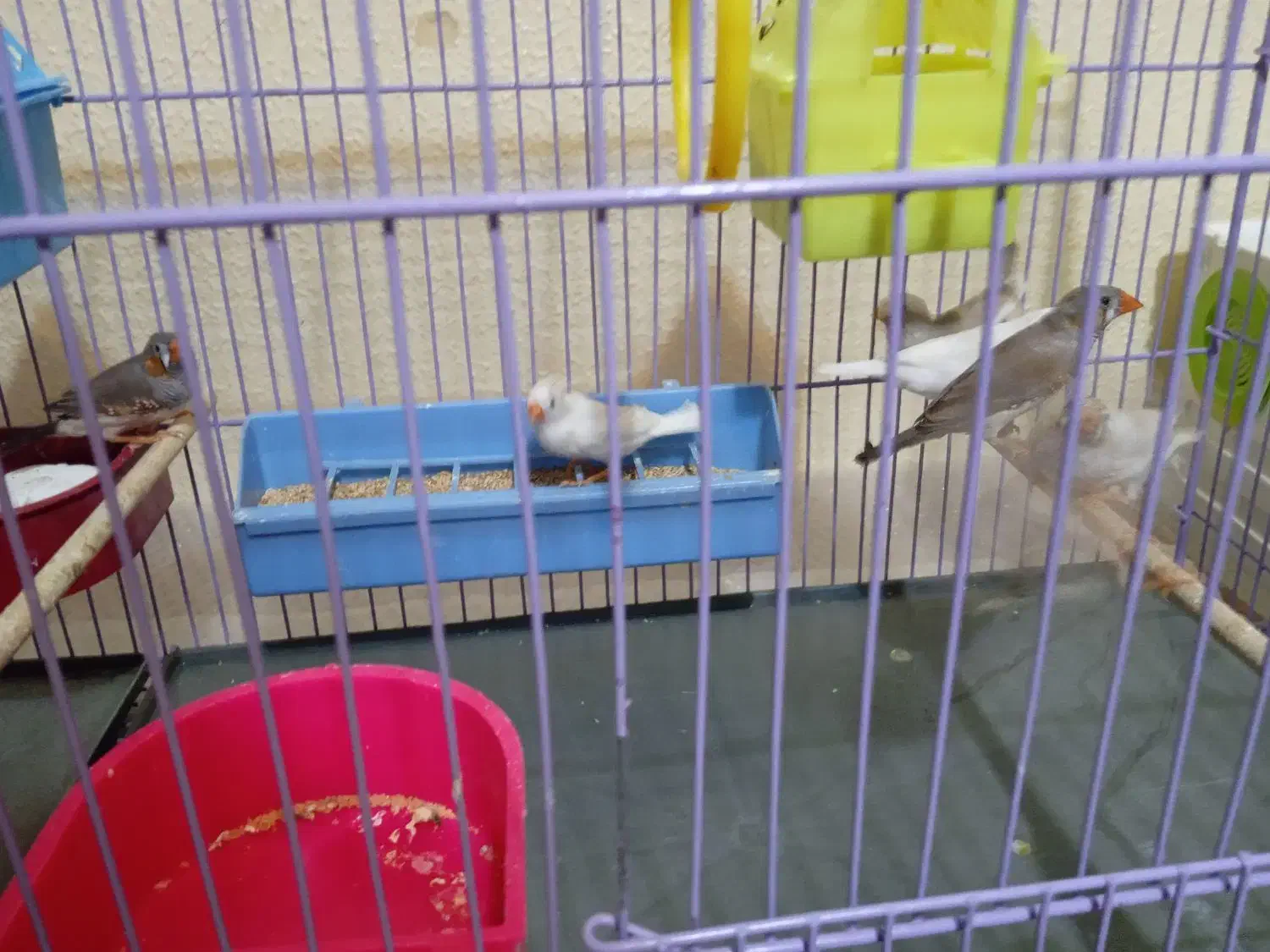 فروش ۹ فنچ|پرنده|شاهین‌شهر, فدک|دیوار