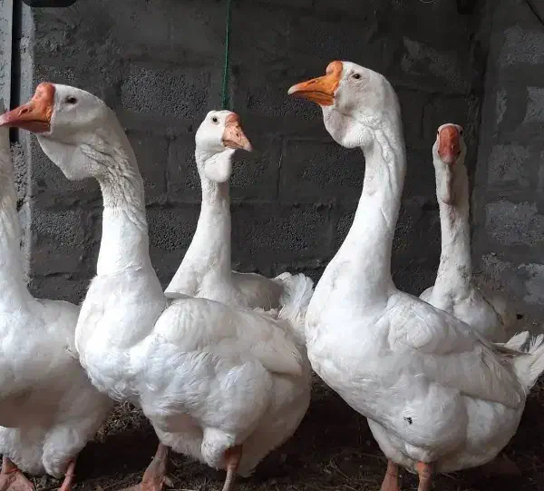 جوجه غاز لیندا و قو غاز اوکراینی|حیوانات مزرعه|تهران, هاشمآباد|دیوار