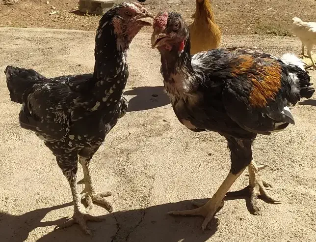 مرغ و خروس لاری|حیوانات مزرعه|کوهدشت, |دیوار