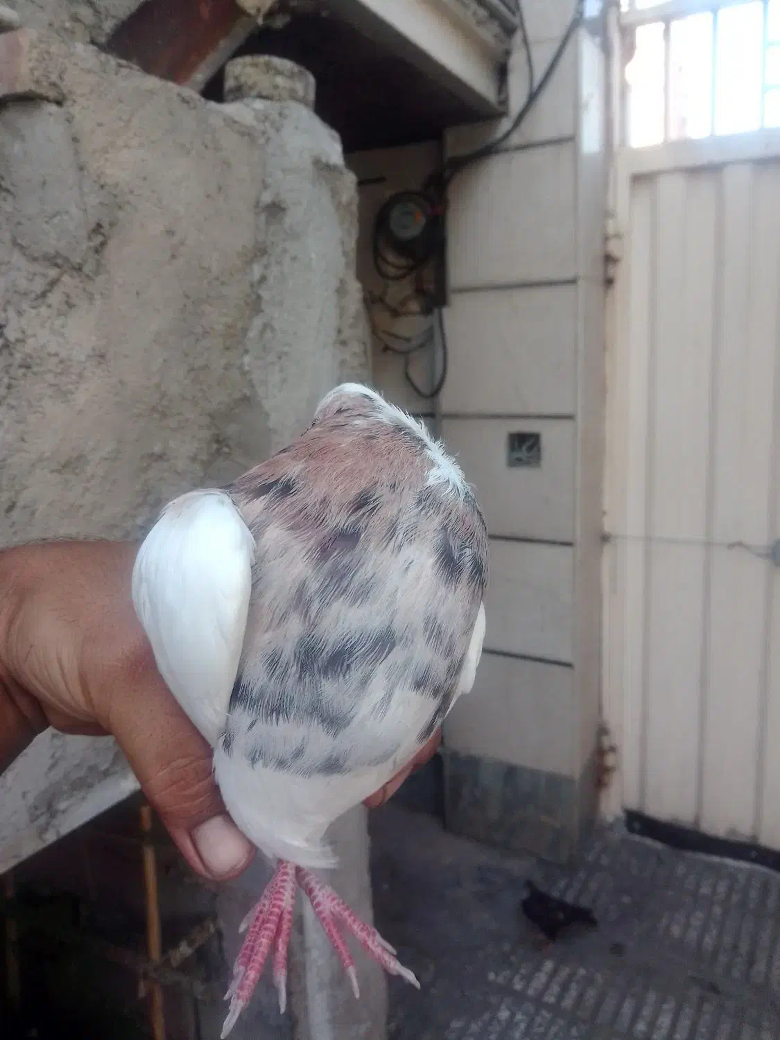 کبوتر|پرنده|آزادشهر, |دیوار