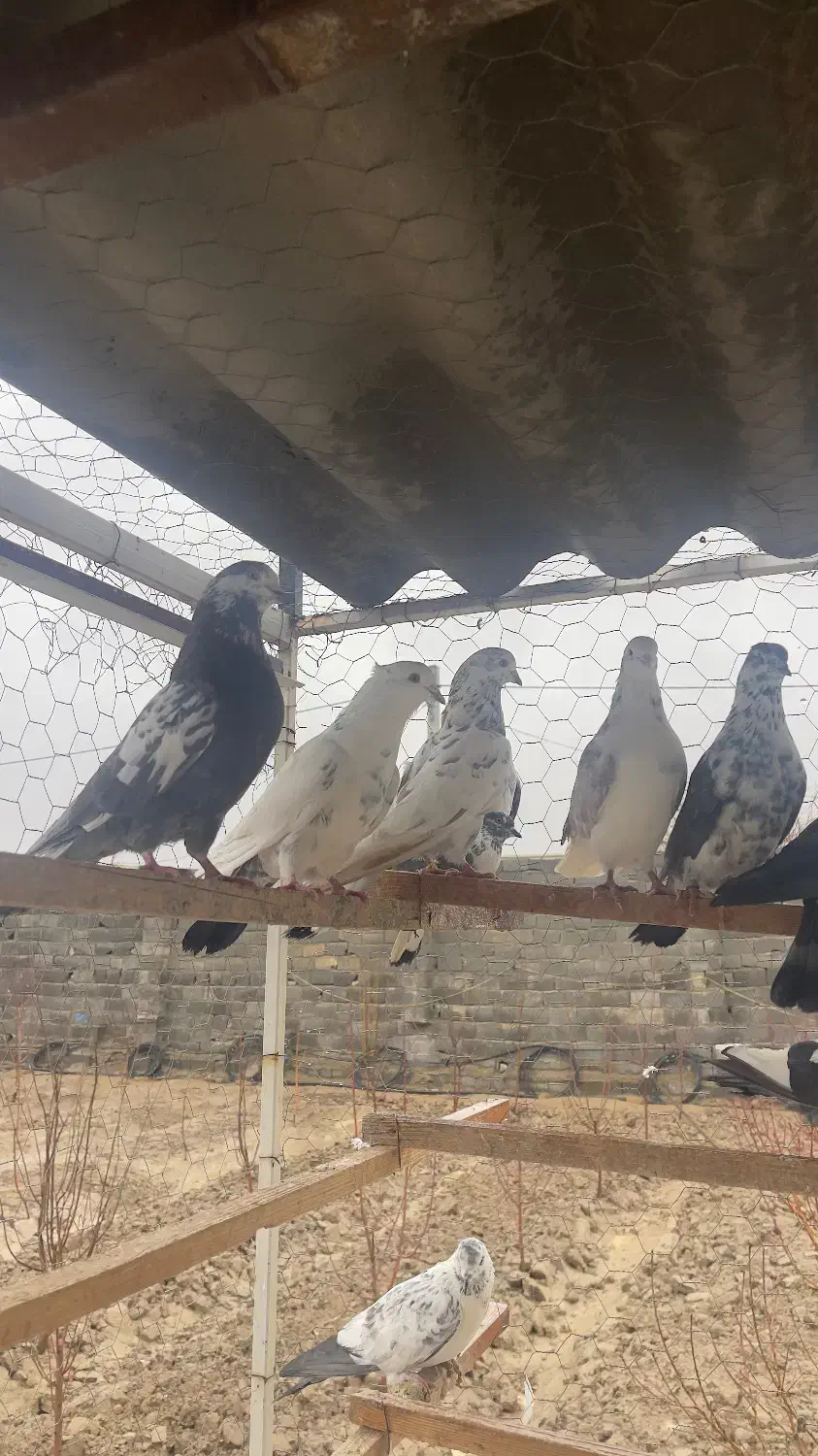 کبوتر اصیل|پرنده|ماهدشت, |دیوار