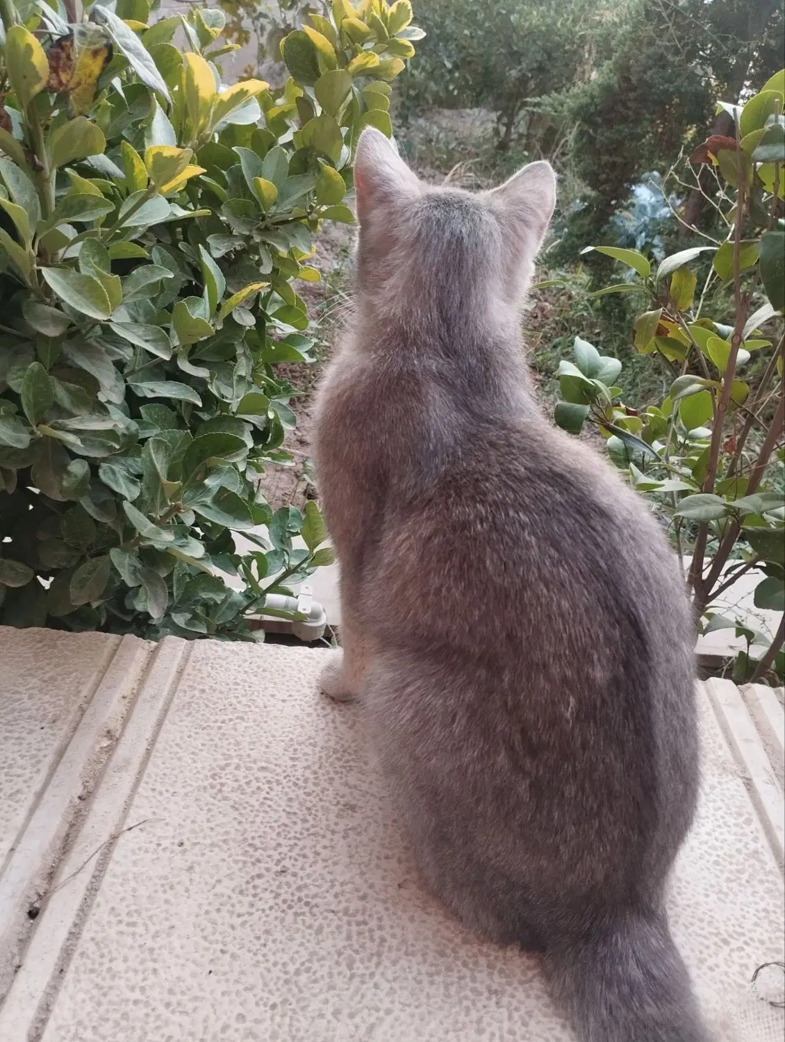 گربه|گربه|چهارباغ, |دیوار