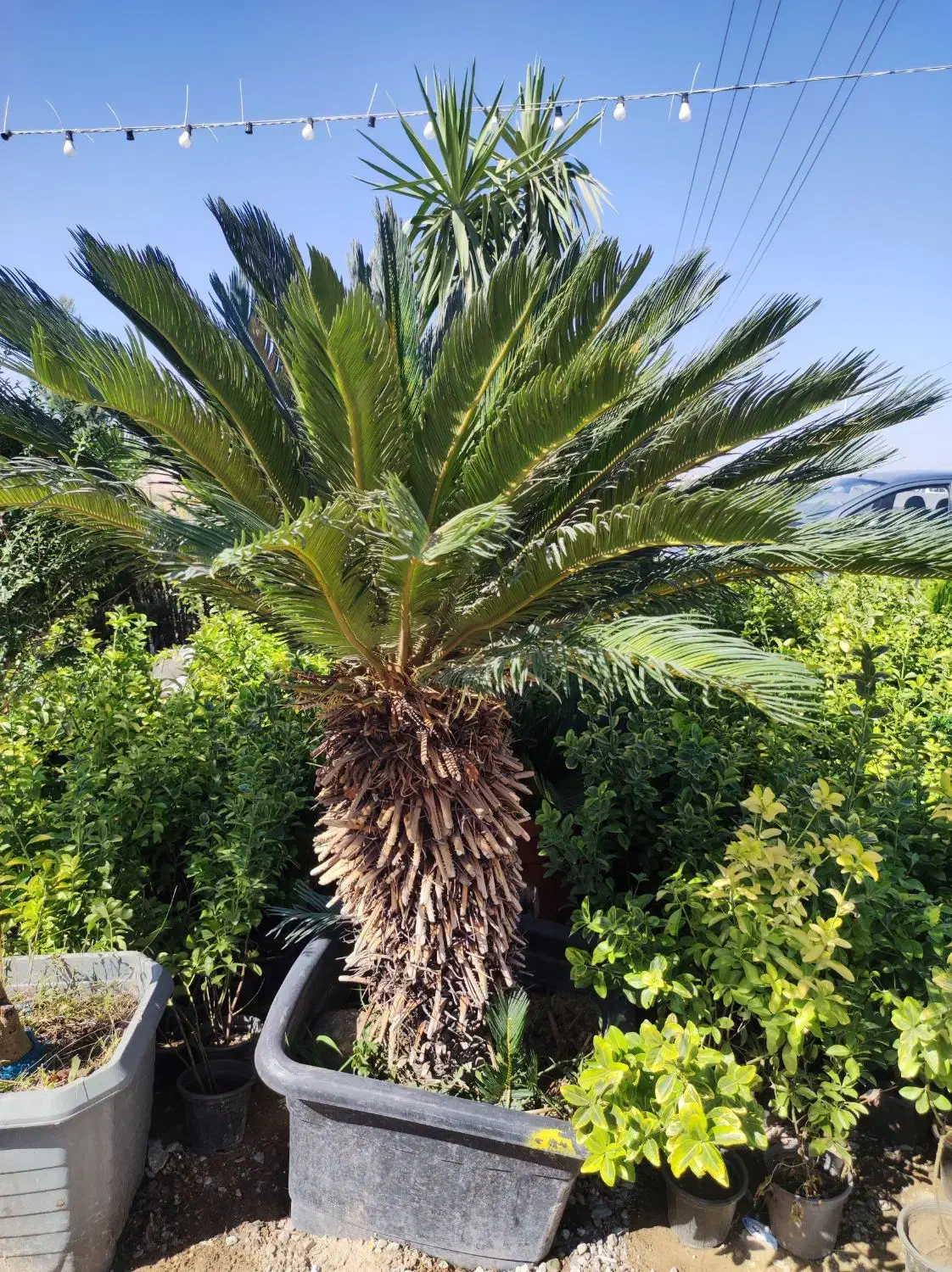 نخل سیکاس ،نخل پالم ،نخل فنیکس|گل و گیاه طبیعی|رباط‌کریم, انجم آباد|دیوار