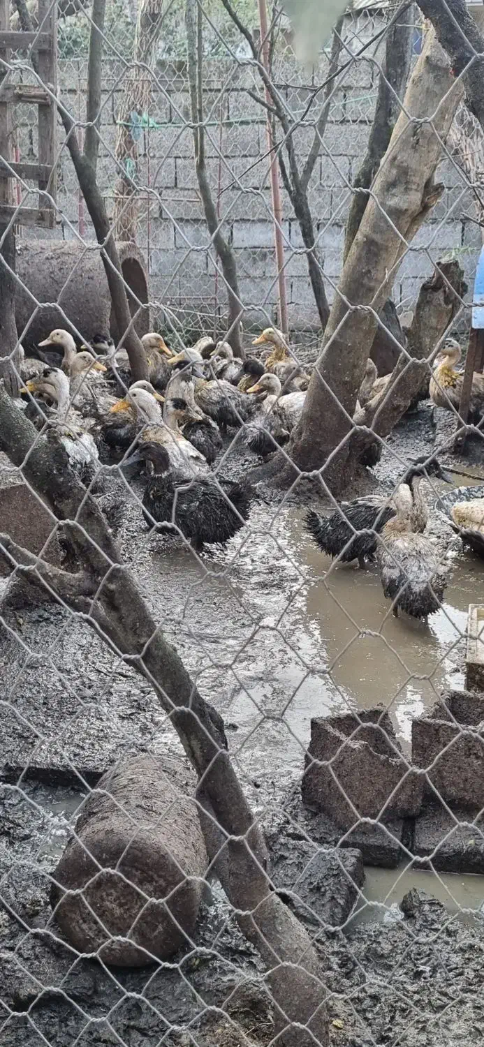 بوقلمون کیلویی۲۵۰۰۰۰هزار و اردک  دونه ای ۴۰۰|حیوانات مزرعه|لاهیجان, آهندان|دیوار