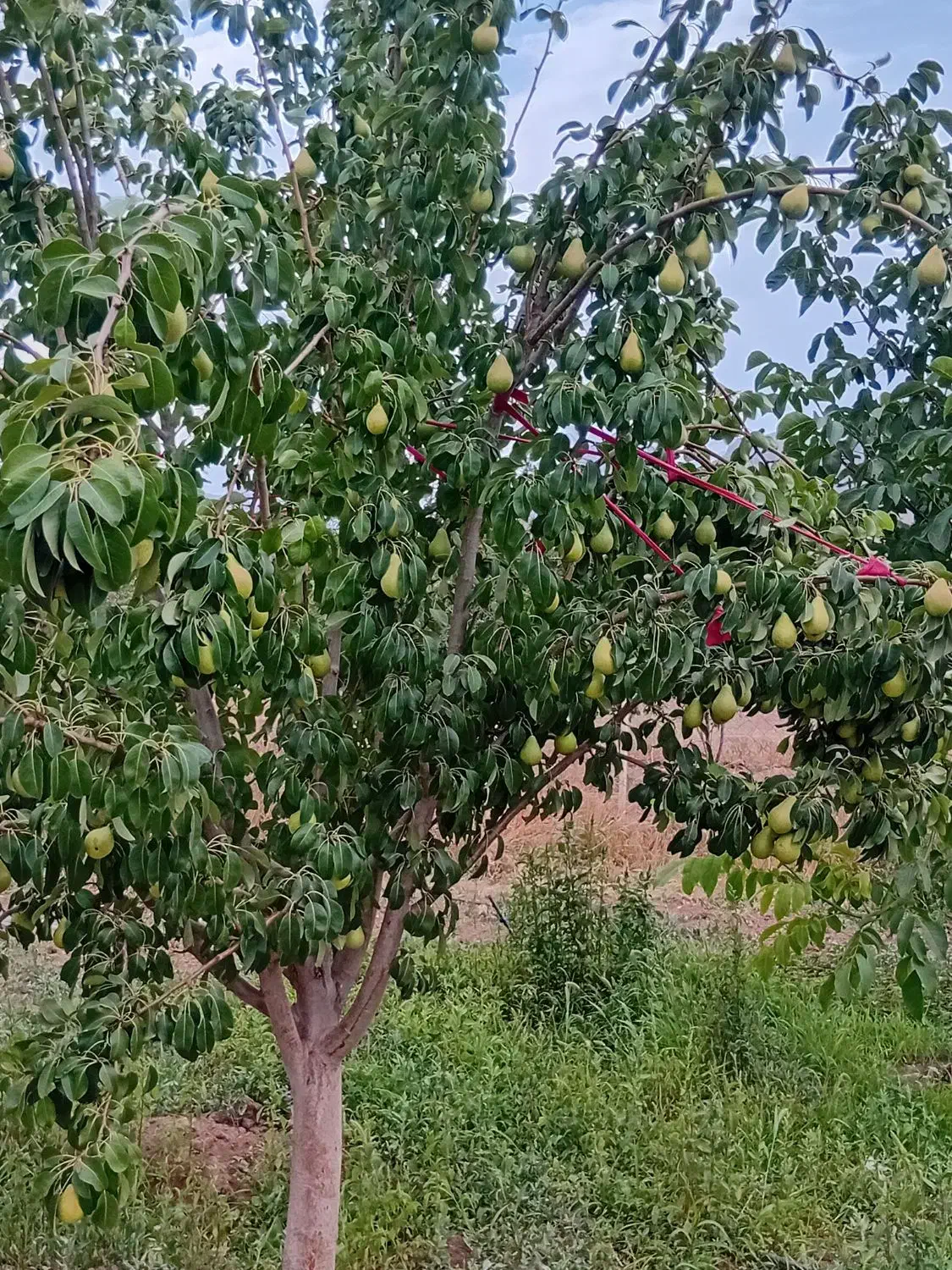 فروش یا معاوضه باغ|فروش زمین و ملک کلنگی|فریدونشهر, |دیوار