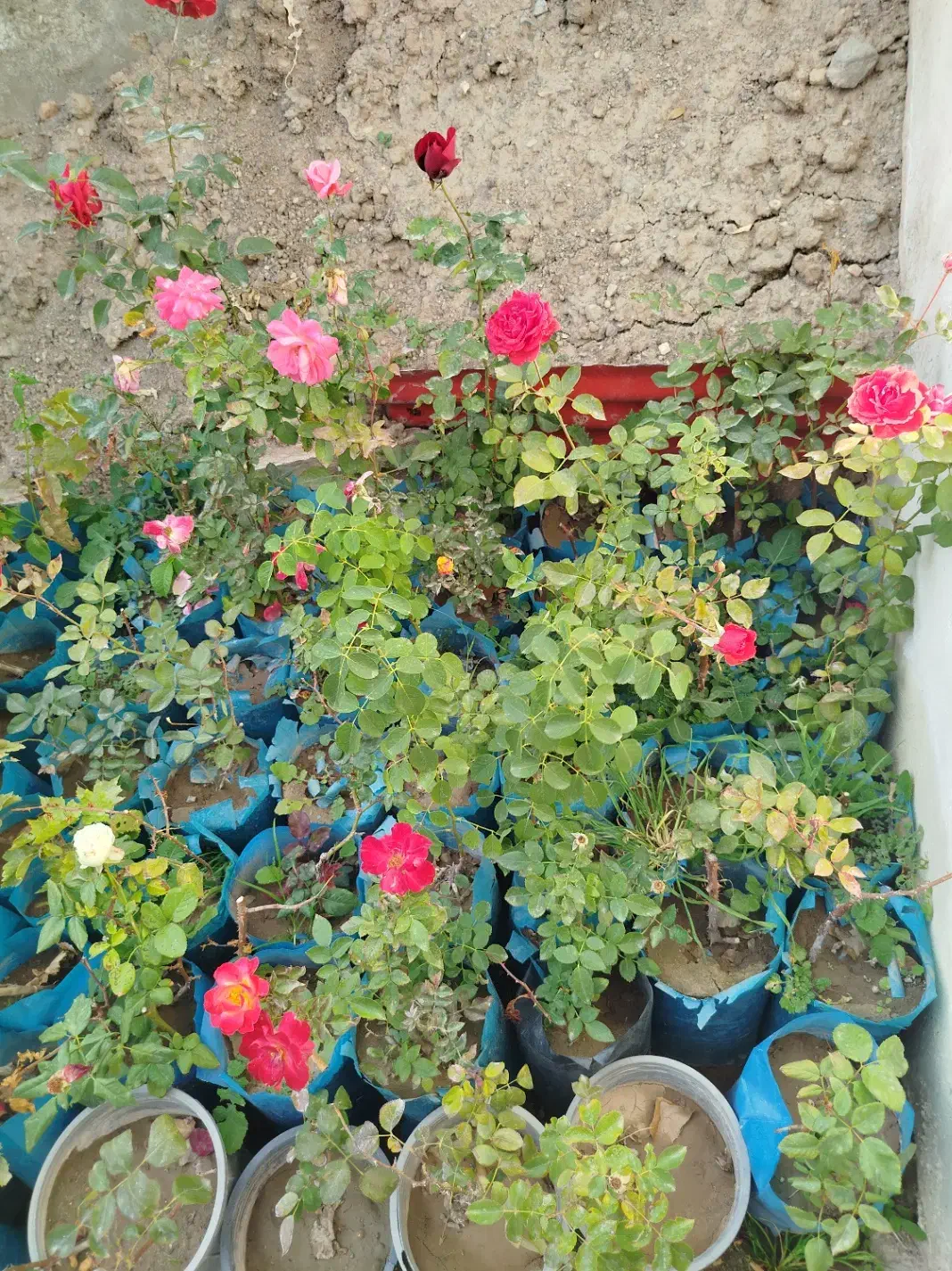 گل های محمدی|گل و گیاه طبیعی|مشگین شهر, |دیوار