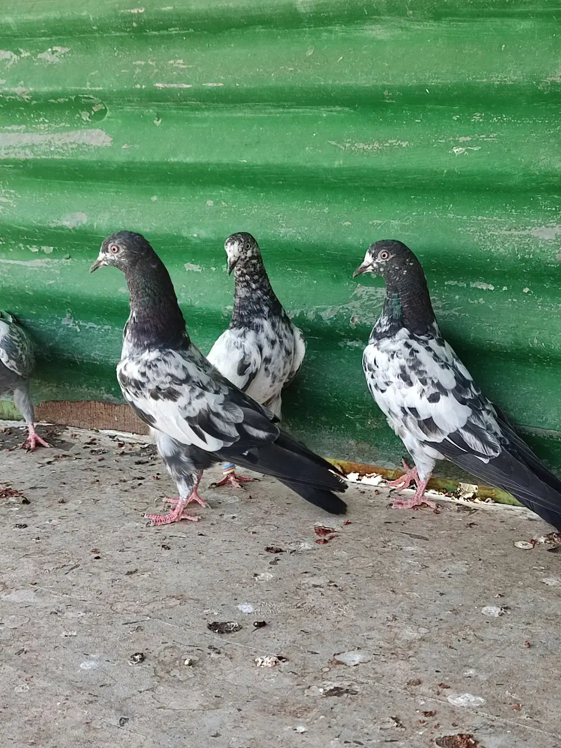 چهار جفت جوجه تیدی|پرنده|ریگ, |دیوار