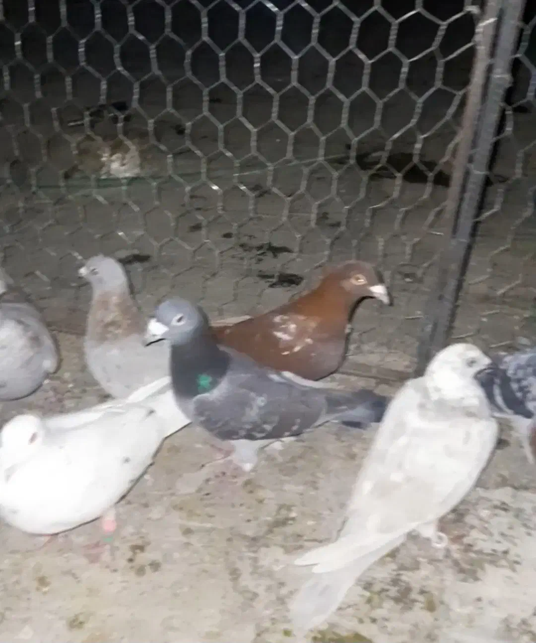 فروش کبوتر پلاکی همه نر بجز یه ماده|پرنده|حسن آباد, |دیوار