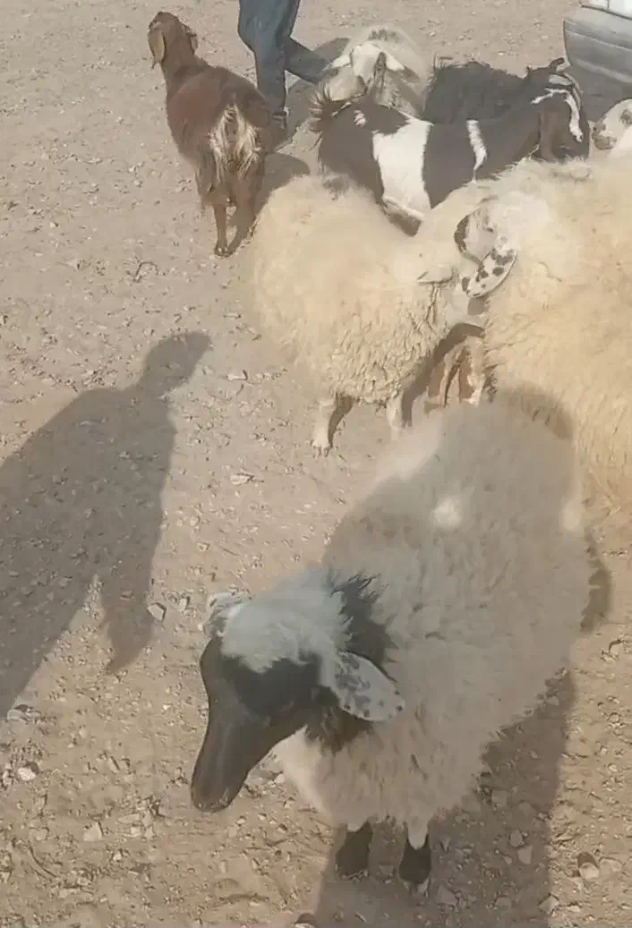 حیوانات مزرعه|حیوانات مزرعه|درمیان, |دیوار