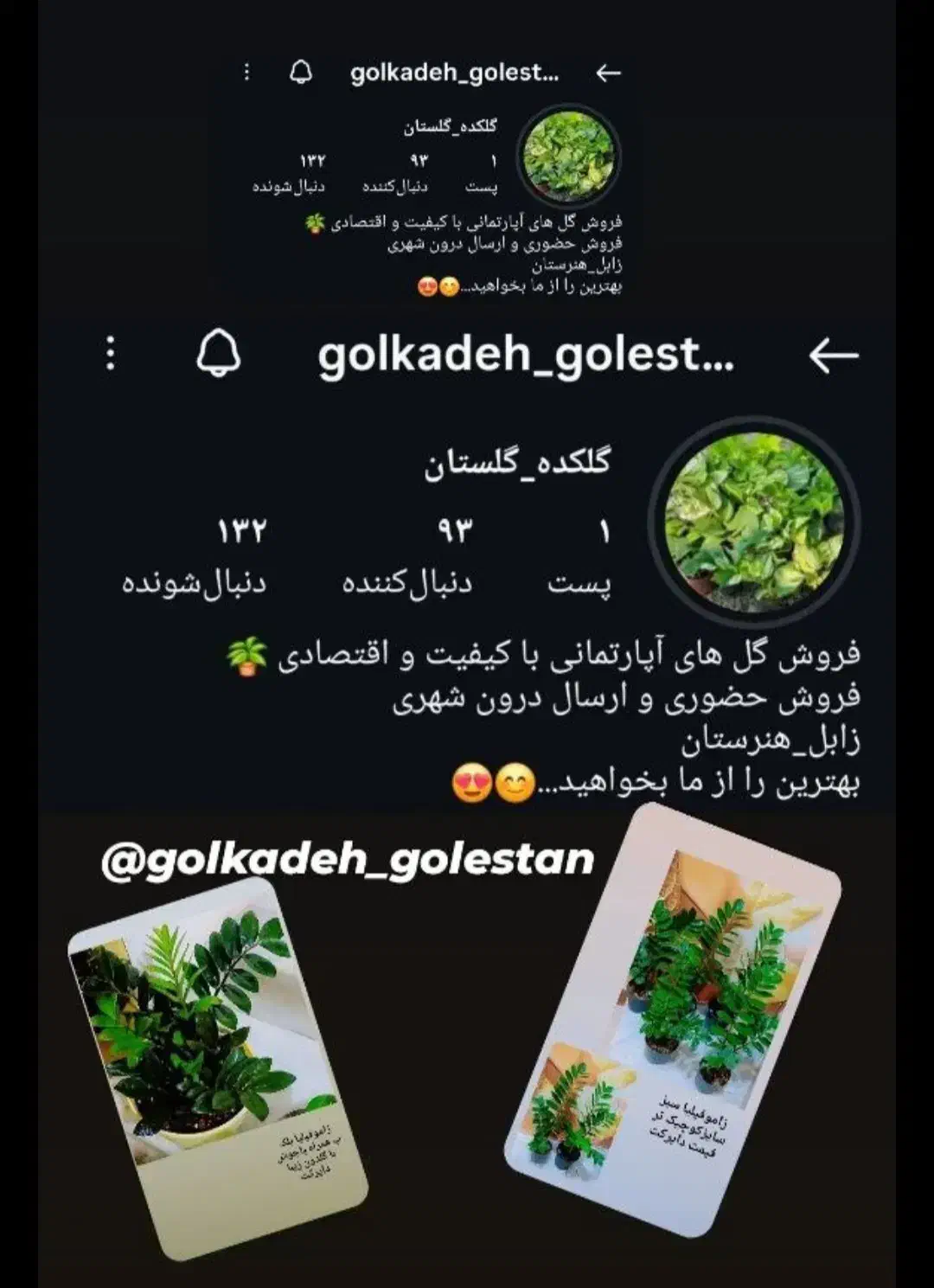 فروش گل آپارتمانی با کیفیت و اقتصادی|گل و گیاه طبیعی|زابل, |دیوار